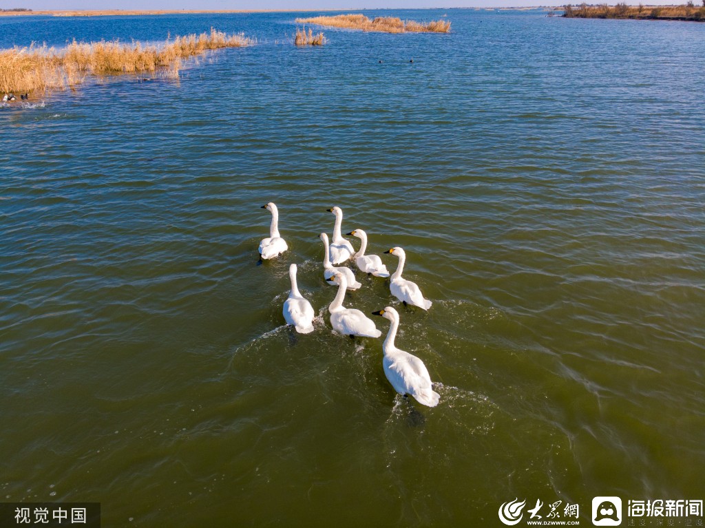 黄河口自然保护区湿地现野生白天鹅群