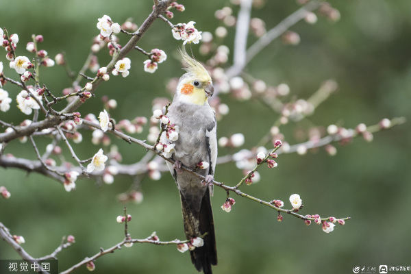 江蘇崑山玄鳳鸚鵡停歇梅花枝頭鳥鳴花飄香