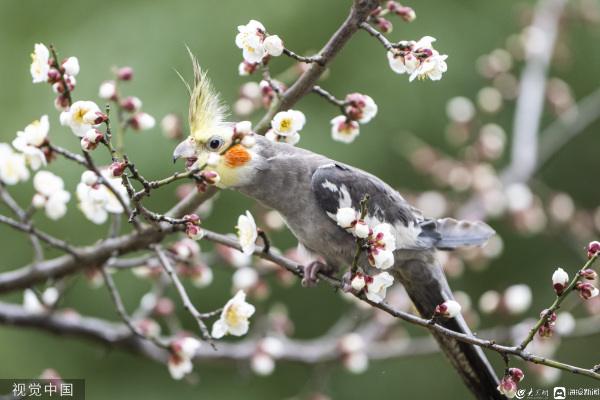 江蘇崑山玄鳳鸚鵡停歇梅花枝頭鳥鳴花飄香