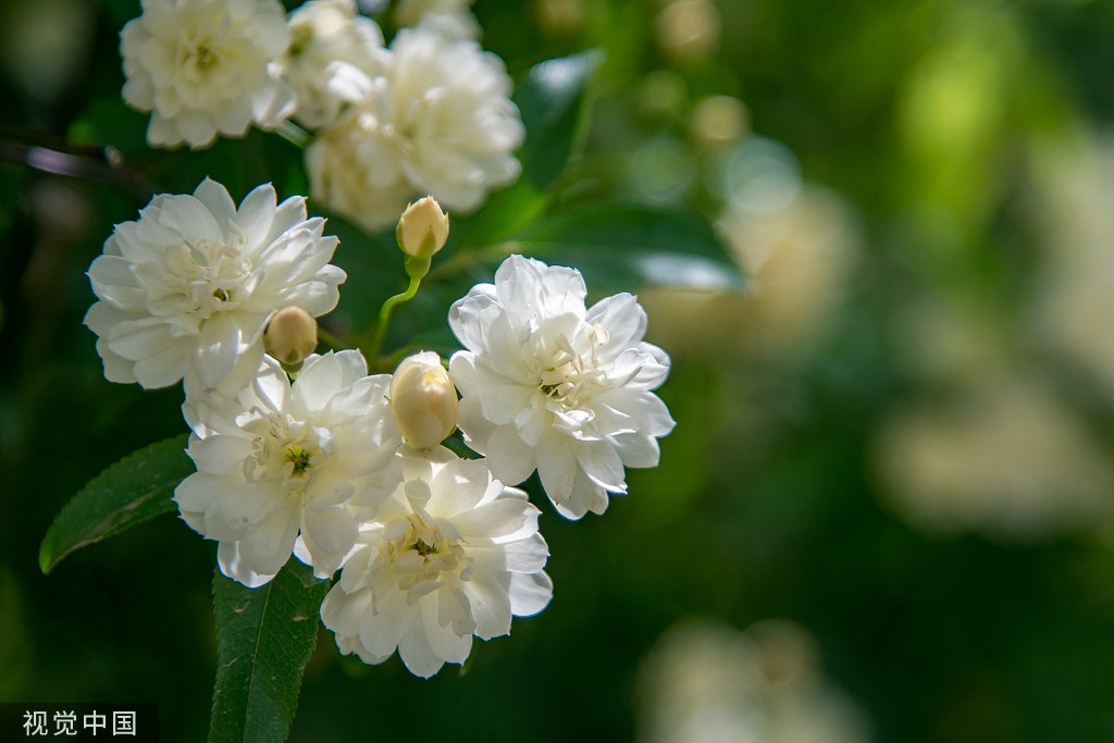 木香花图片高清图片