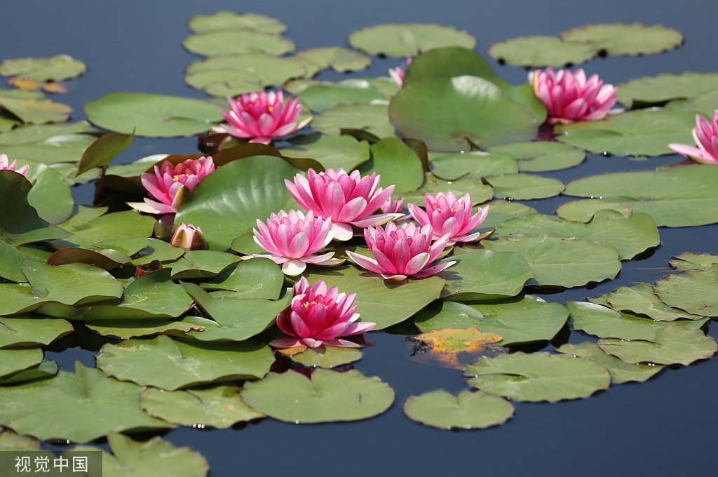 臨沂初夏睡蓮花開