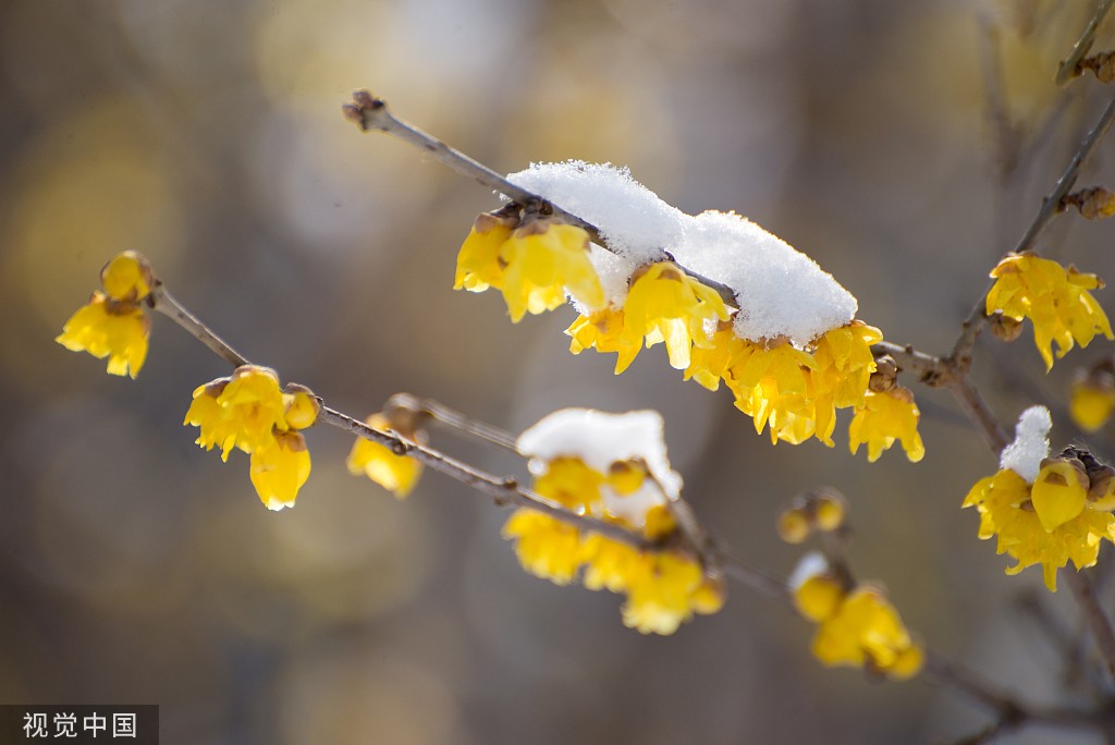 临沂 傲雪腊梅凌寒盛放