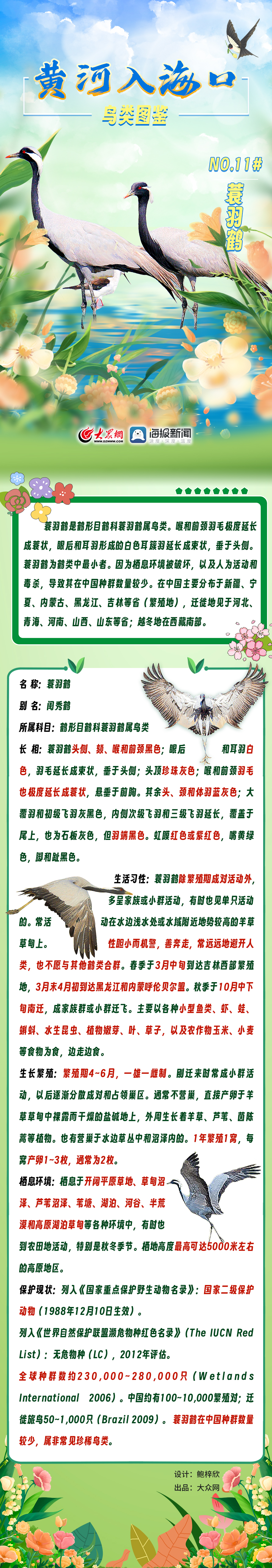 黄河口鸟类图鉴（11）