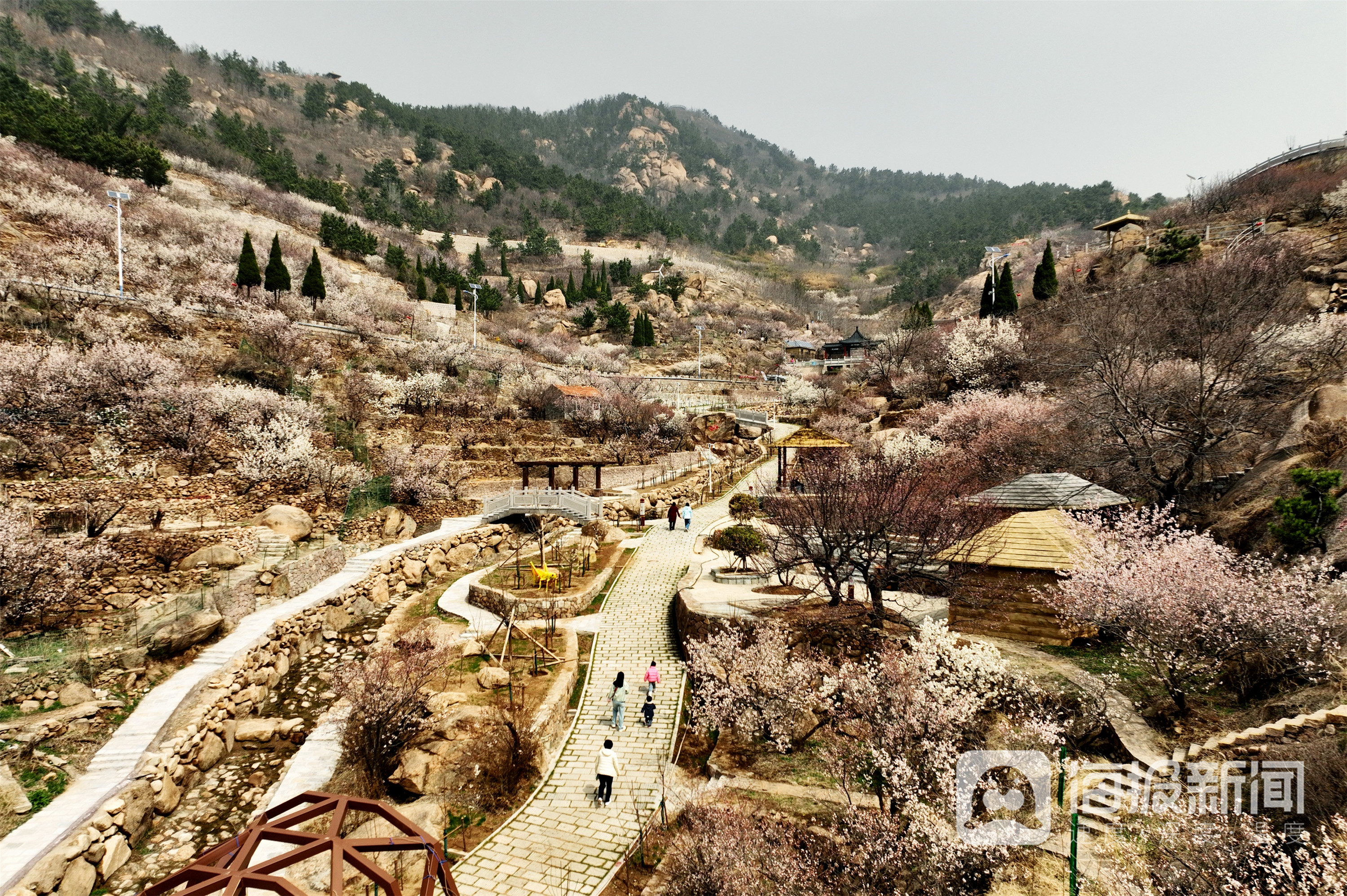 2024年3月28日,在山东省青岛市崂山区大崂樱桃谷,万亩樱桃花盛开,美不