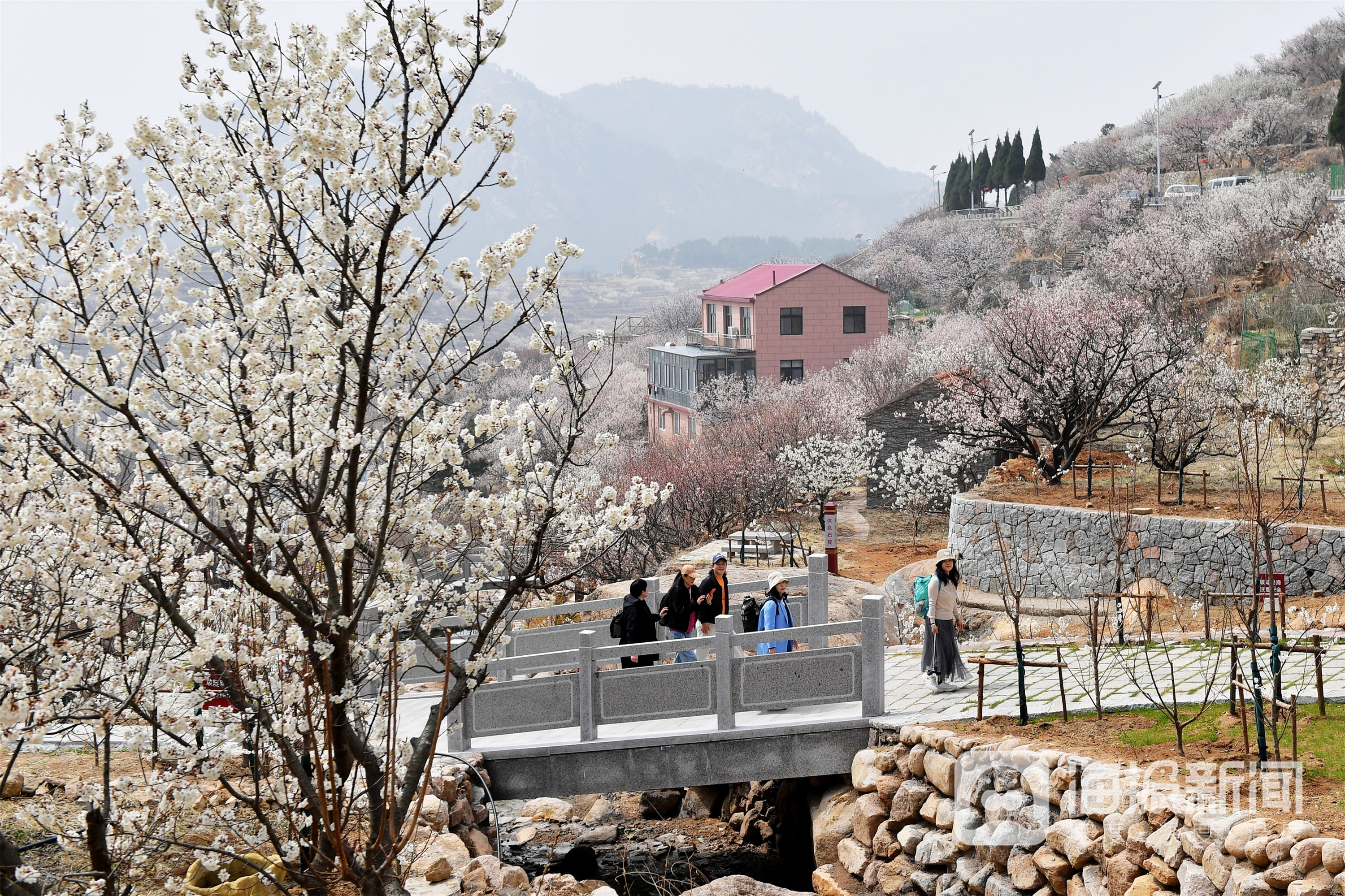 2024年3月28日,在山东省青岛市崂山区大崂樱桃谷,樱桃花盛开,游客纷至