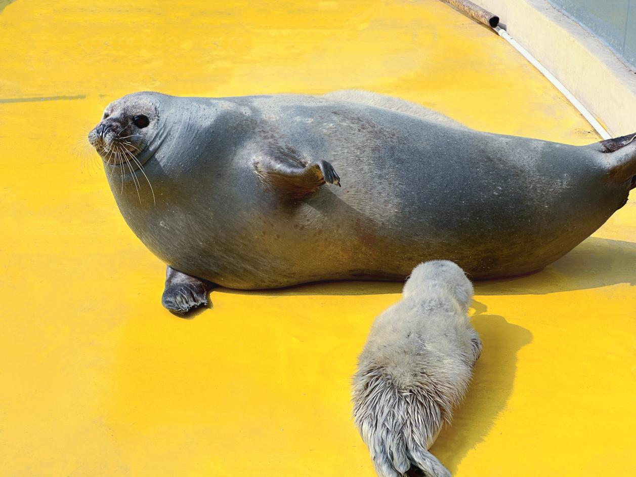 青岛极地喜“豹”频传：开春新生6只斑海海豹