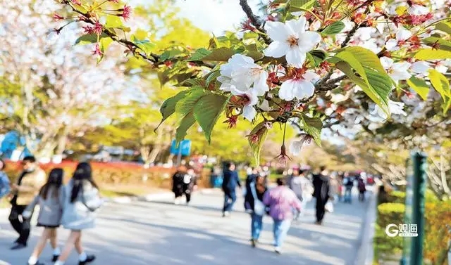 青島観光の10のテーマコースが公開