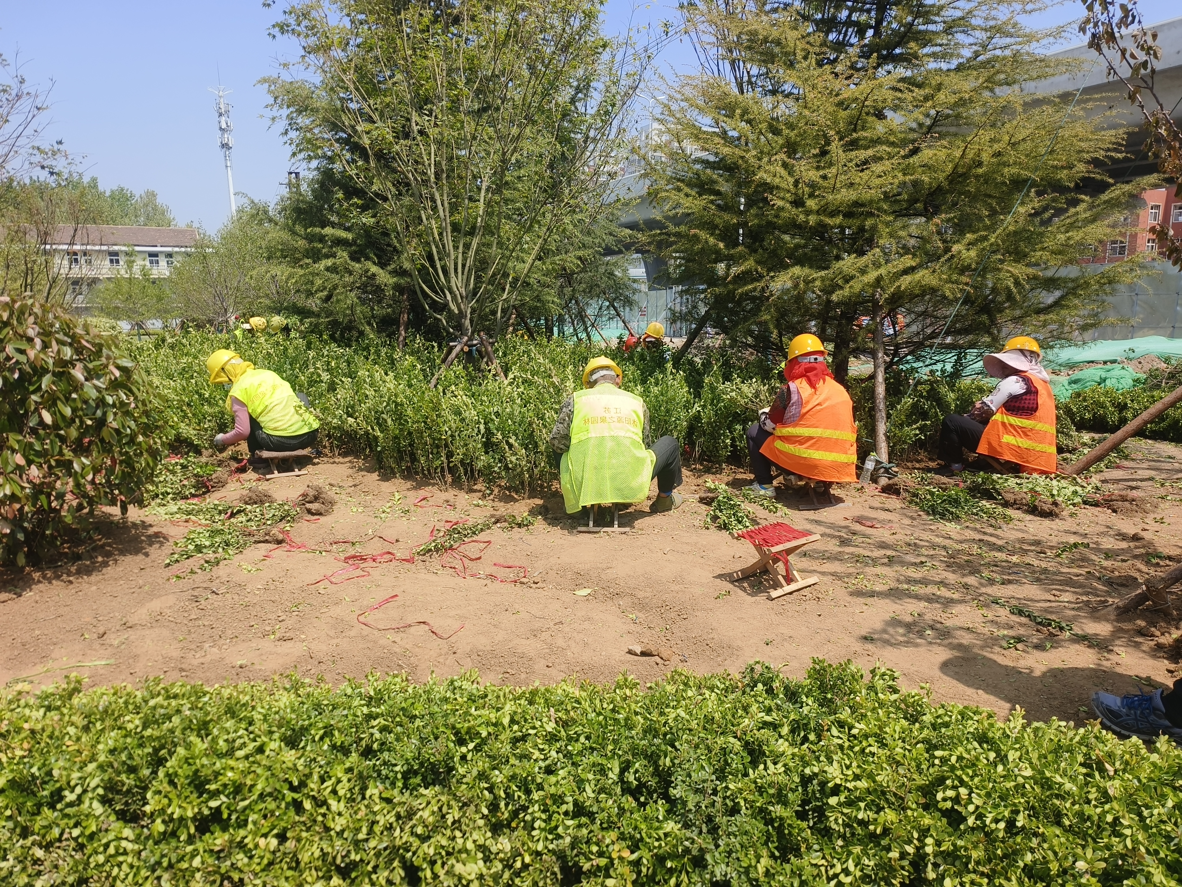 选择绿化树种不宜频繁求新 提倡乡土树种的回归