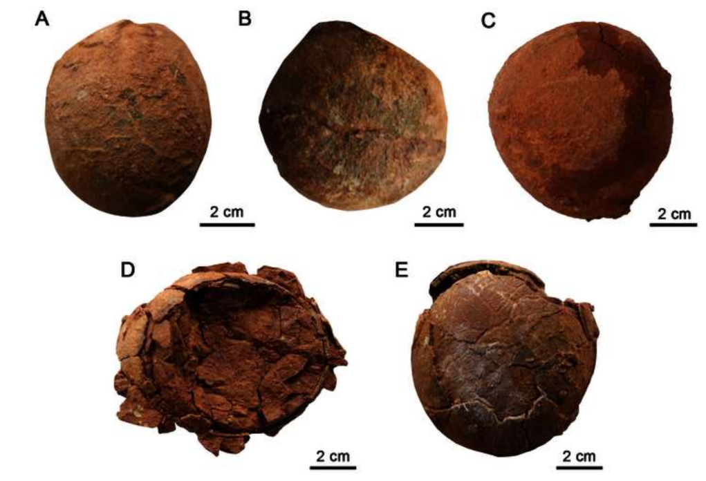 恐竜卵の新種「変形卵」発見　中国山東省莱陽市
