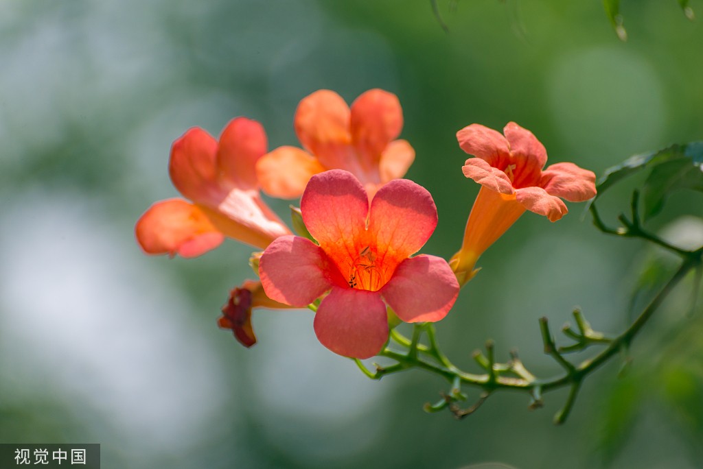 临沂 凌霄花盛开