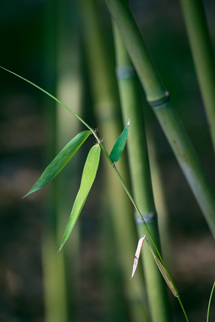 临沂 竹子