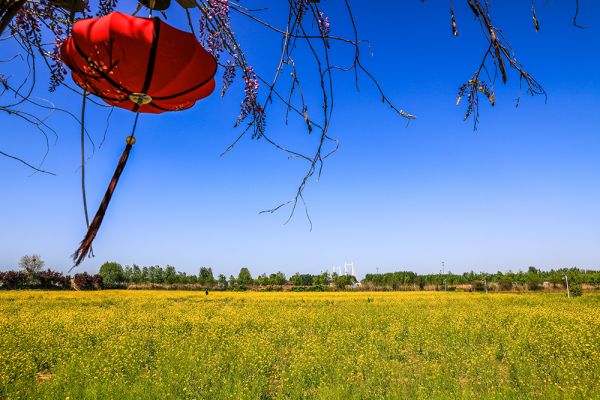 濟南槐蔭區吳家堡鎮有個七里鋪村,七里鋪村邊有個油菜花基地.