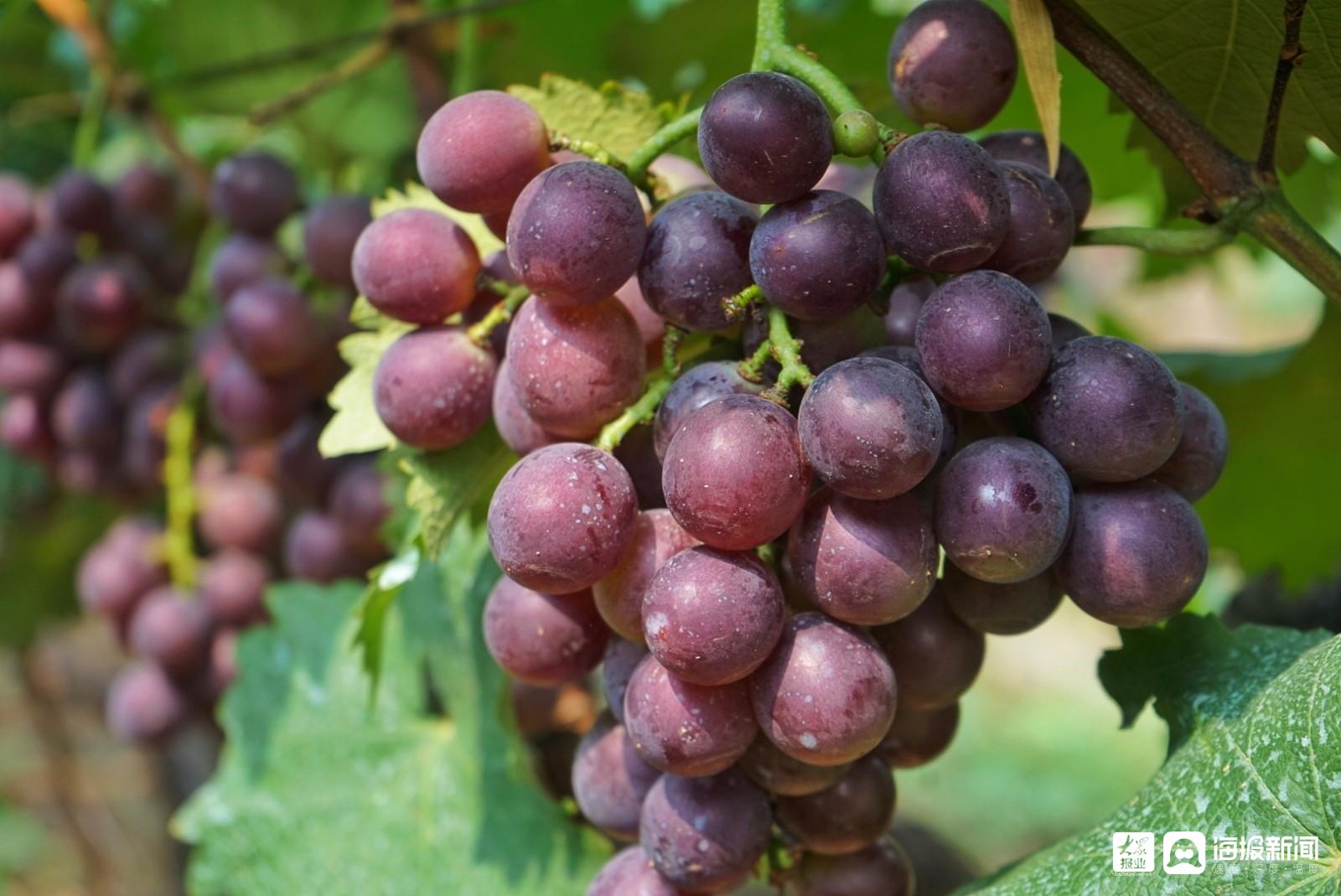 葡萄成熟季节图片