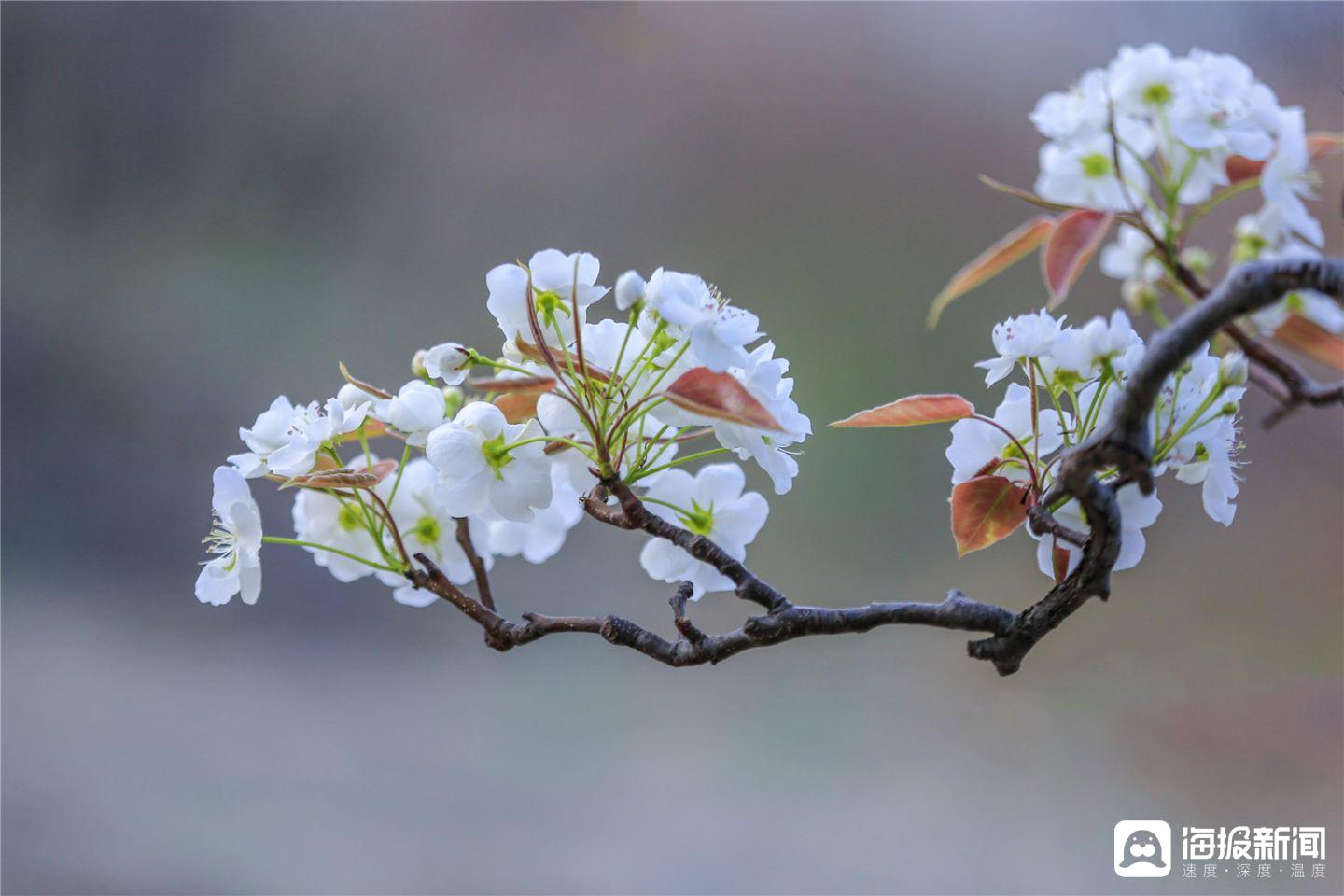 巫山梨花节图片