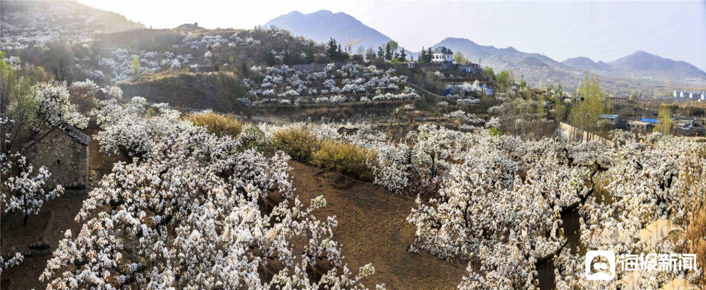 魏县梨花节景点在哪图片