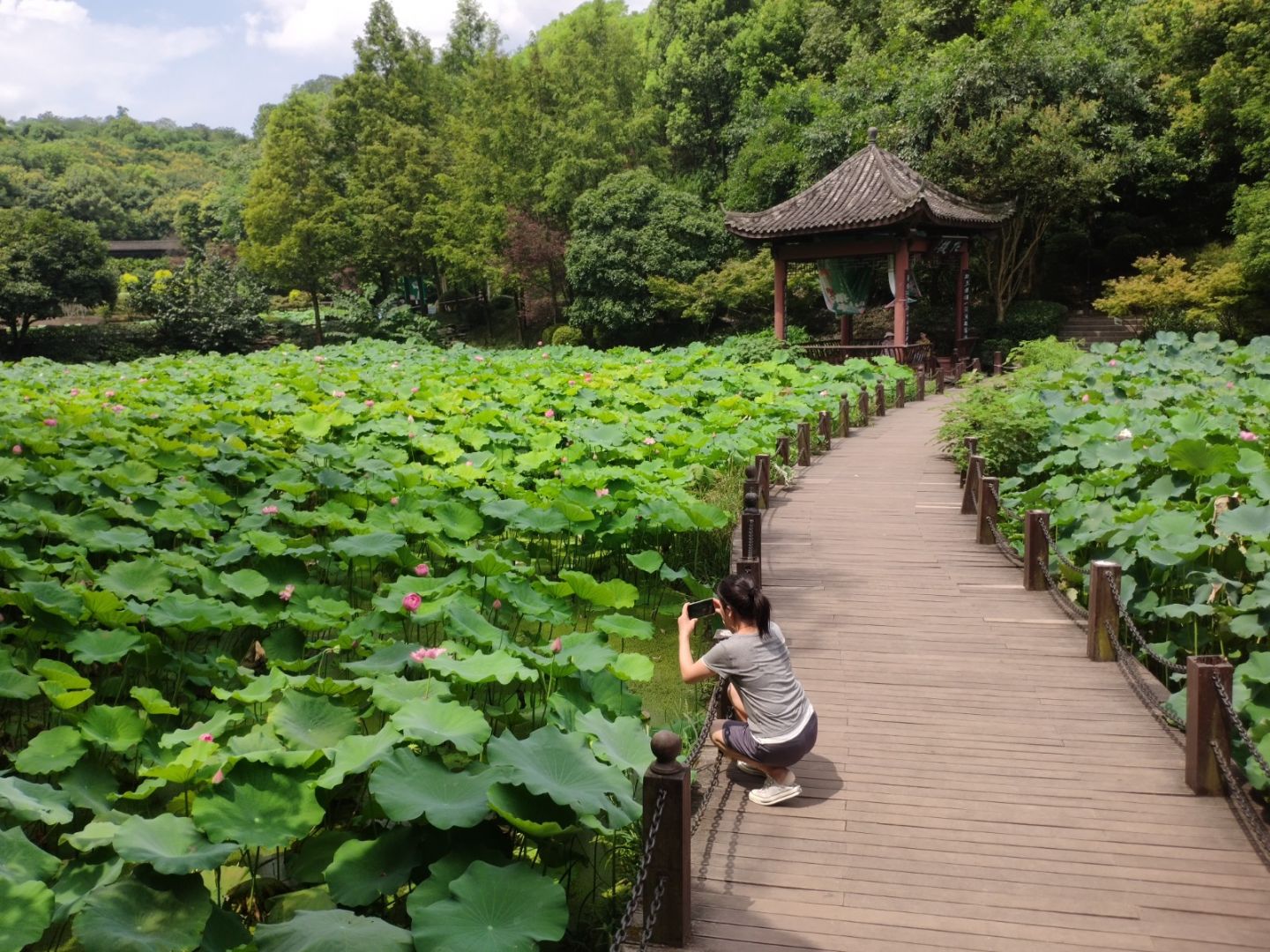 重庆华岩旅游风景区28亩塘栽荷花竞相绽放 尽享夏日的惬意时光