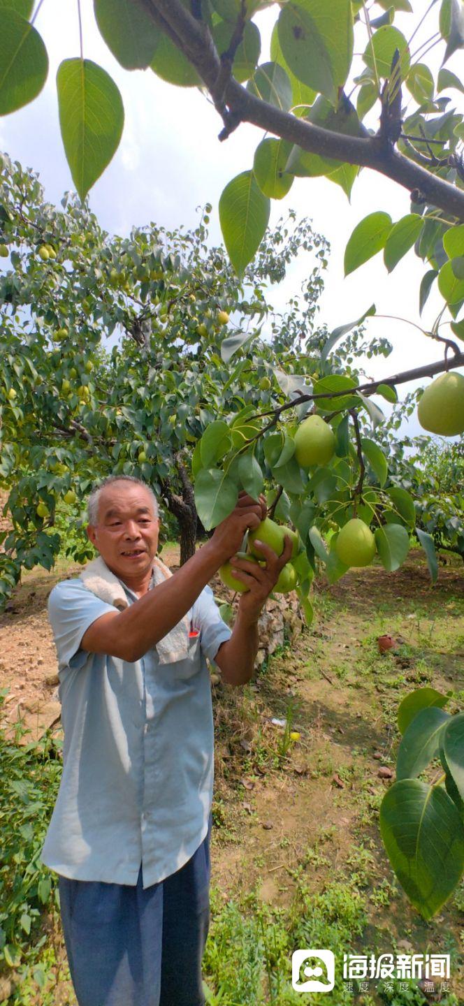 山东宁阳特产 葛石黄梨