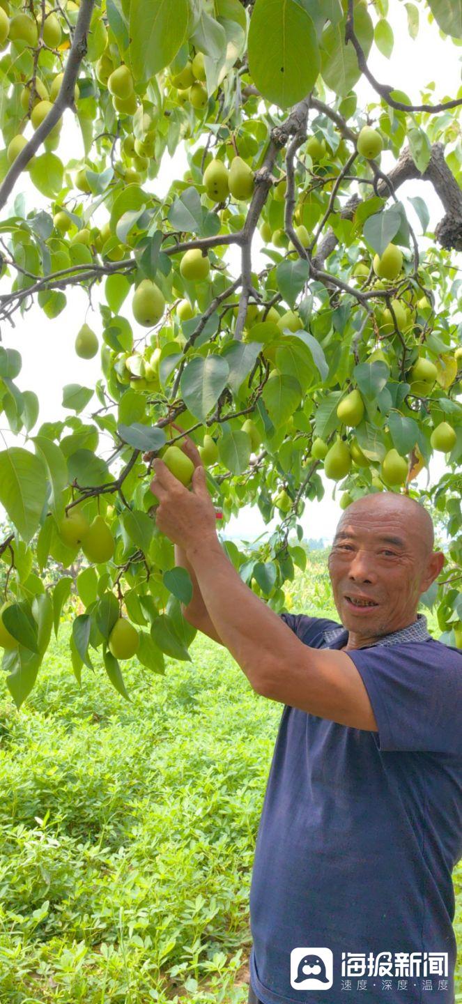 山东宁阳特产 葛石黄梨