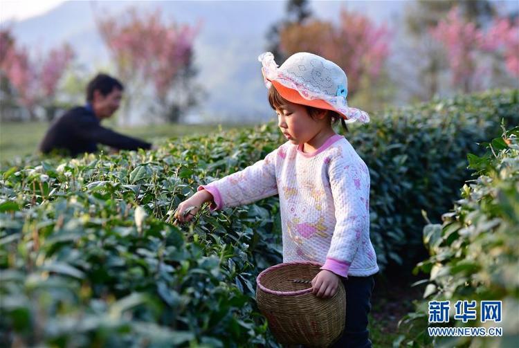 #陕西紫阳：富硒茶园添新绿#陕西紫阳：富硒茶园添新绿