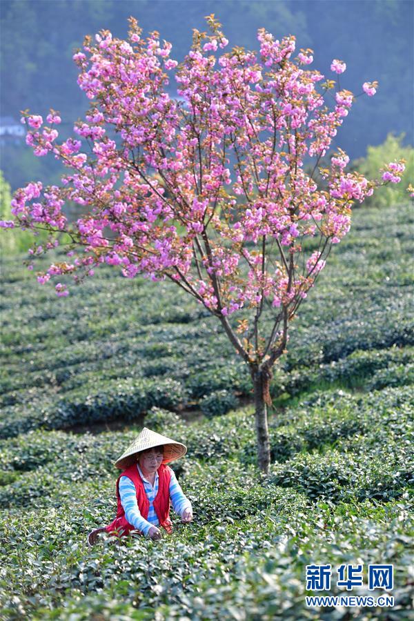 #陕西紫阳：富硒茶园添新绿#陕西紫阳：富硒茶园添新绿