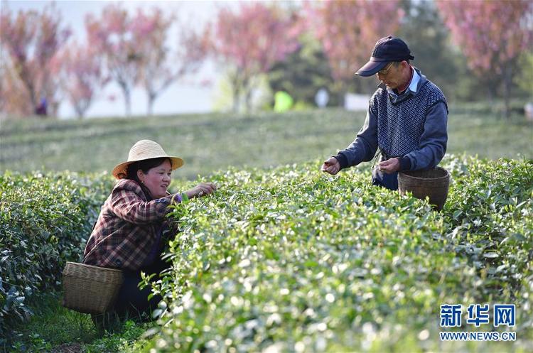 #陕西紫阳：富硒茶园添新绿#陕西紫阳：富硒茶园添新绿