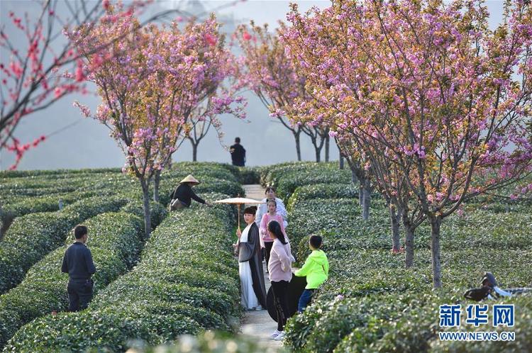 #陕西紫阳：富硒茶园添新绿#陕西紫阳：富硒茶园添新绿