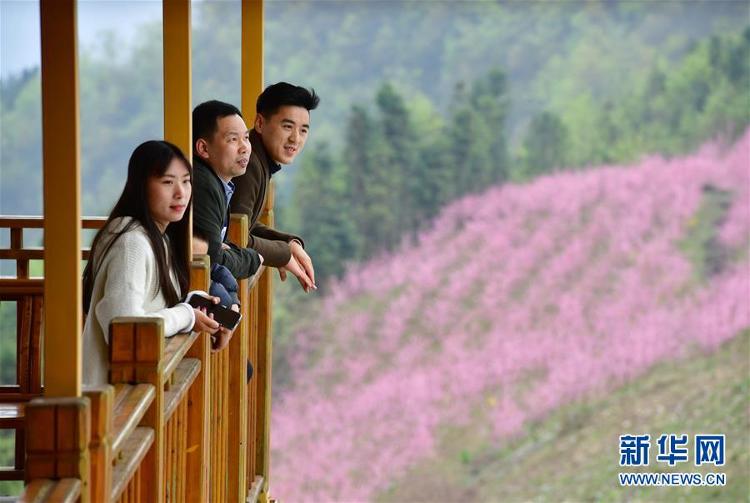 『陕西紫阳：荒山焕“桃颜”』陕西紫阳：荒山焕“桃颜”