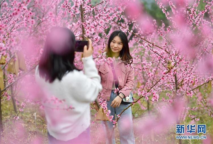 『陕西紫阳：荒山焕“桃颜”』陕西紫阳：荒山焕“桃颜”