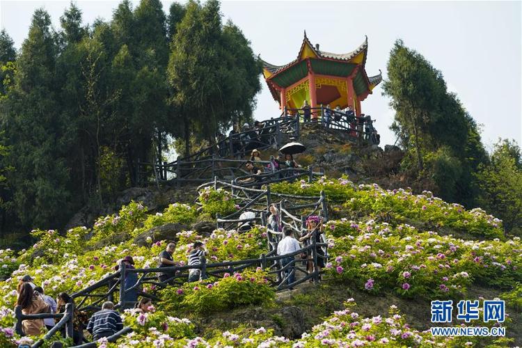 重庆垫江：牡丹花开笑迎八方客@重庆垫江：牡丹花开笑迎八方客