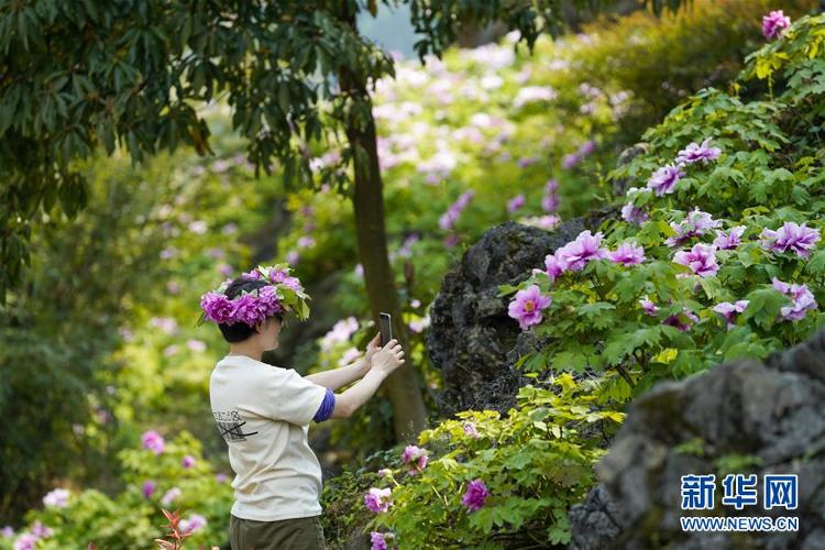 重庆垫江：牡丹花开笑迎八方客@重庆垫江：牡丹花开笑迎八方客