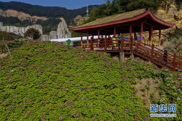 重庆垫江：牡丹花开笑迎八方客@重庆垫江：牡丹花开笑迎八方客