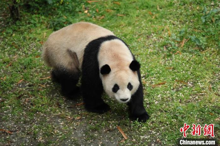 成都大熊猫“毛桃”肠梗阻手术后恢复良好