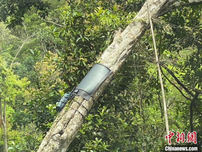 【海南推进热带雨林国家公园试点：生态质量不断提升】海南推进热带雨林国家公园试点：生态质量不断提升 人与自然更加和谐