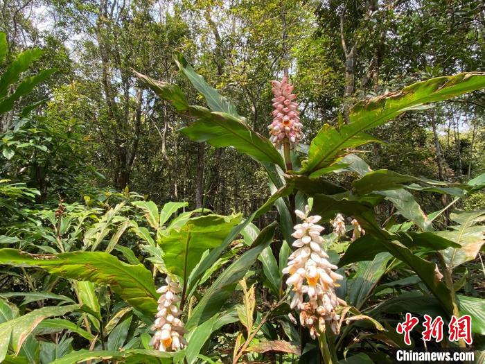 【海南推进热带雨林国家公园试点：生态质量不断提升】海南推进热带雨林国家公园试点：生态质量不断提升 人与自然更加和谐