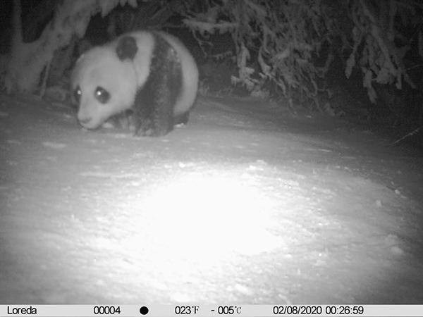 #大熊猫#时隔近四年 四川千佛山自然保护区再次发现大熊猫实体