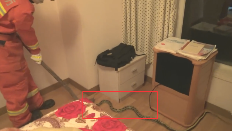 海报直击丨惊恐！半夜起床上厕所发现床旁盘踞一条两米多长的大蛇