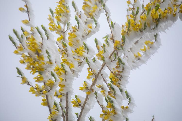 「央视网」冰晶衬托更显花娇，山西稷王山现雾凇景观