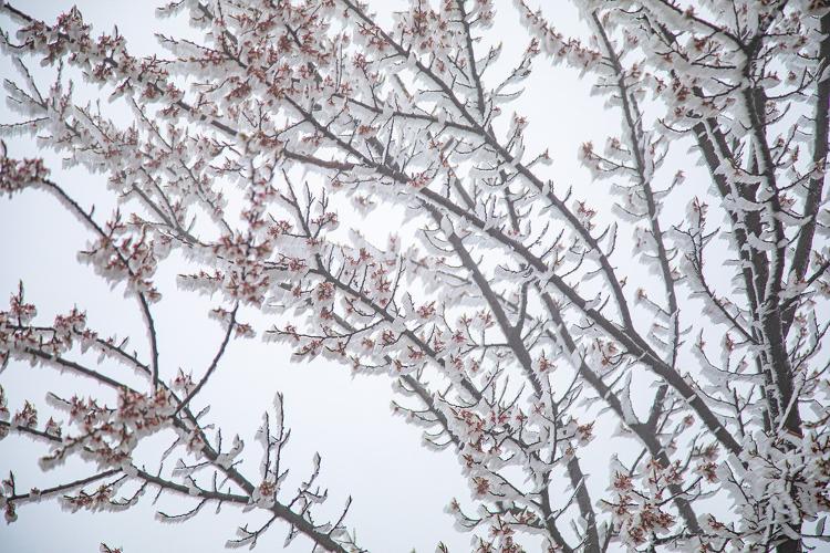 「央视网」冰晶衬托更显花娇，山西稷王山现雾凇景观