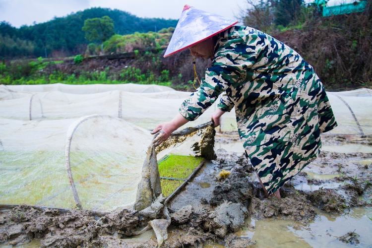 『种植』福建将乐：春耕时节 水稻种植忙