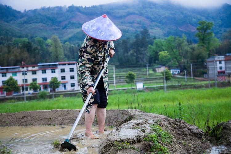 『种植』福建将乐：春耕时节 水稻种植忙