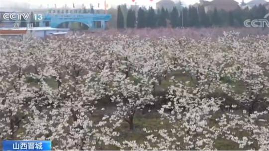 【杏花】百花争艳的美景！各地不少花儿进入盛花期