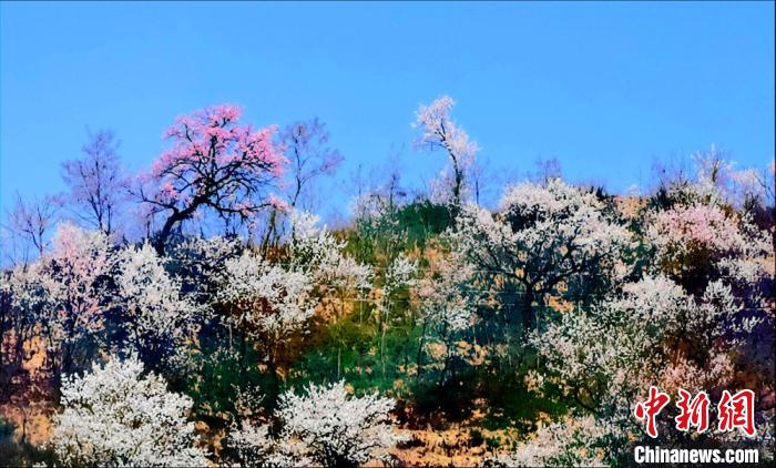 「清水」甘肃清水山间花海绚烂 云雾缭绕似“世外桃源”