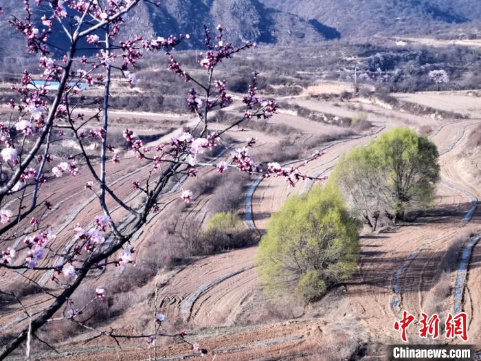 「清水」甘肃清水山间花海绚烂 云雾缭绕似“世外桃源”