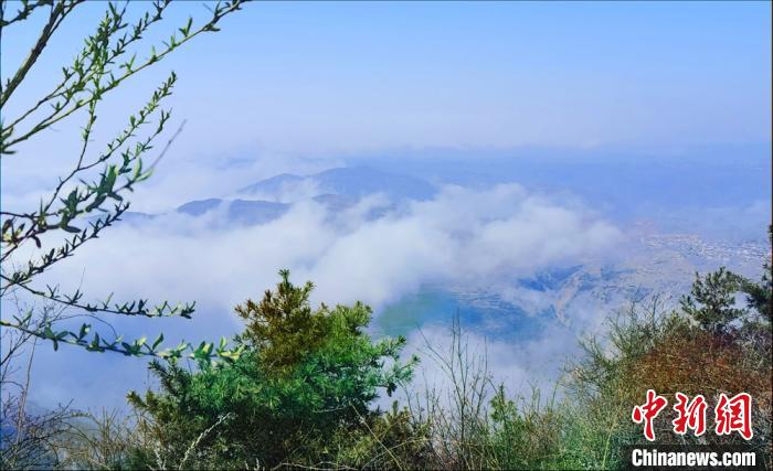 「清水」甘肃清水山间花海绚烂 云雾缭绕似“世外桃源”