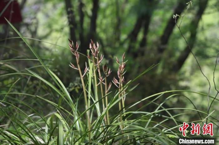 [秦岭]秦岭国家植物园发现中国最北端野生蕙兰种群