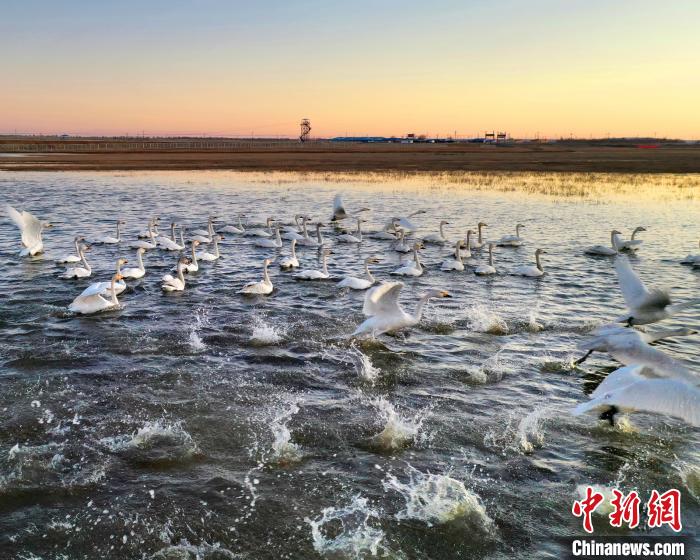 「张北县」张家口张北县成“候鸟天堂” 现有湿地约97万亩