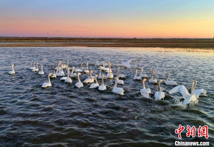 「张北县」张家口张北县成“候鸟天堂” 现有湿地约97万亩