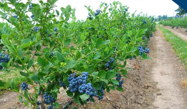 山东最大蓝莓种植基地图片