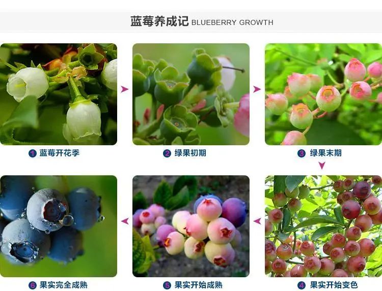 蓝莓生长过程图片图片