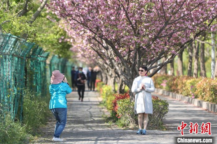 中国新闻网：上海首条落樱不扫道路：吸引市民打卡